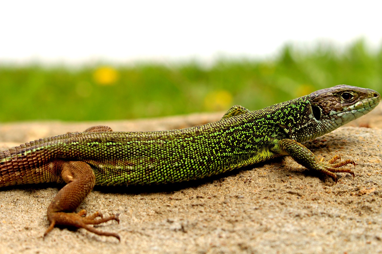 Image - lizard nature forest wood garden