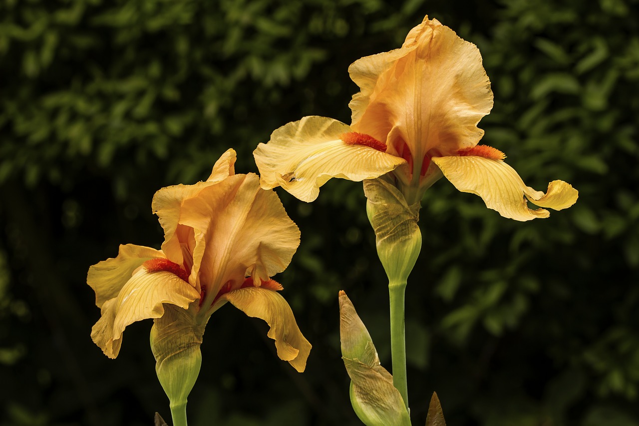 Image - iris blossom bloom flower yellow