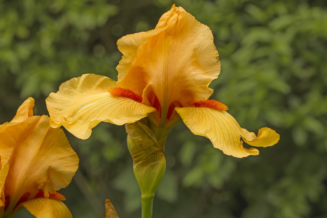 Image - iris blossom bloom flower yellow