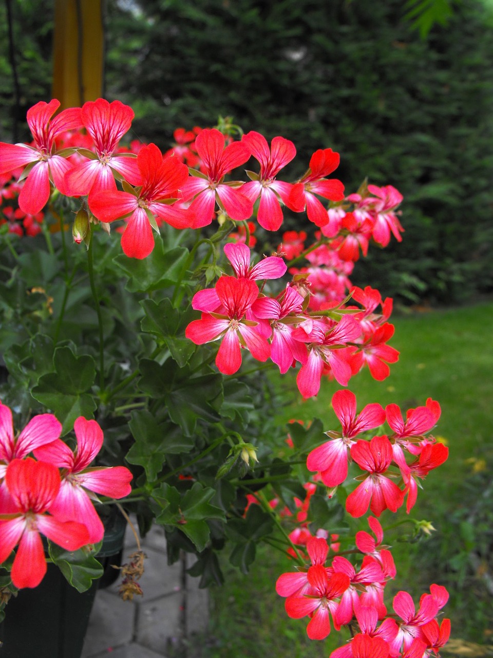 Image - flower flowers red plant nutmeg