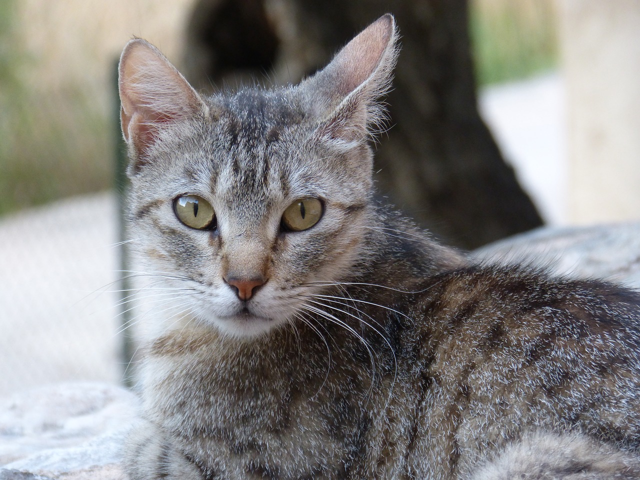 Image - cat pet feline brindle gata