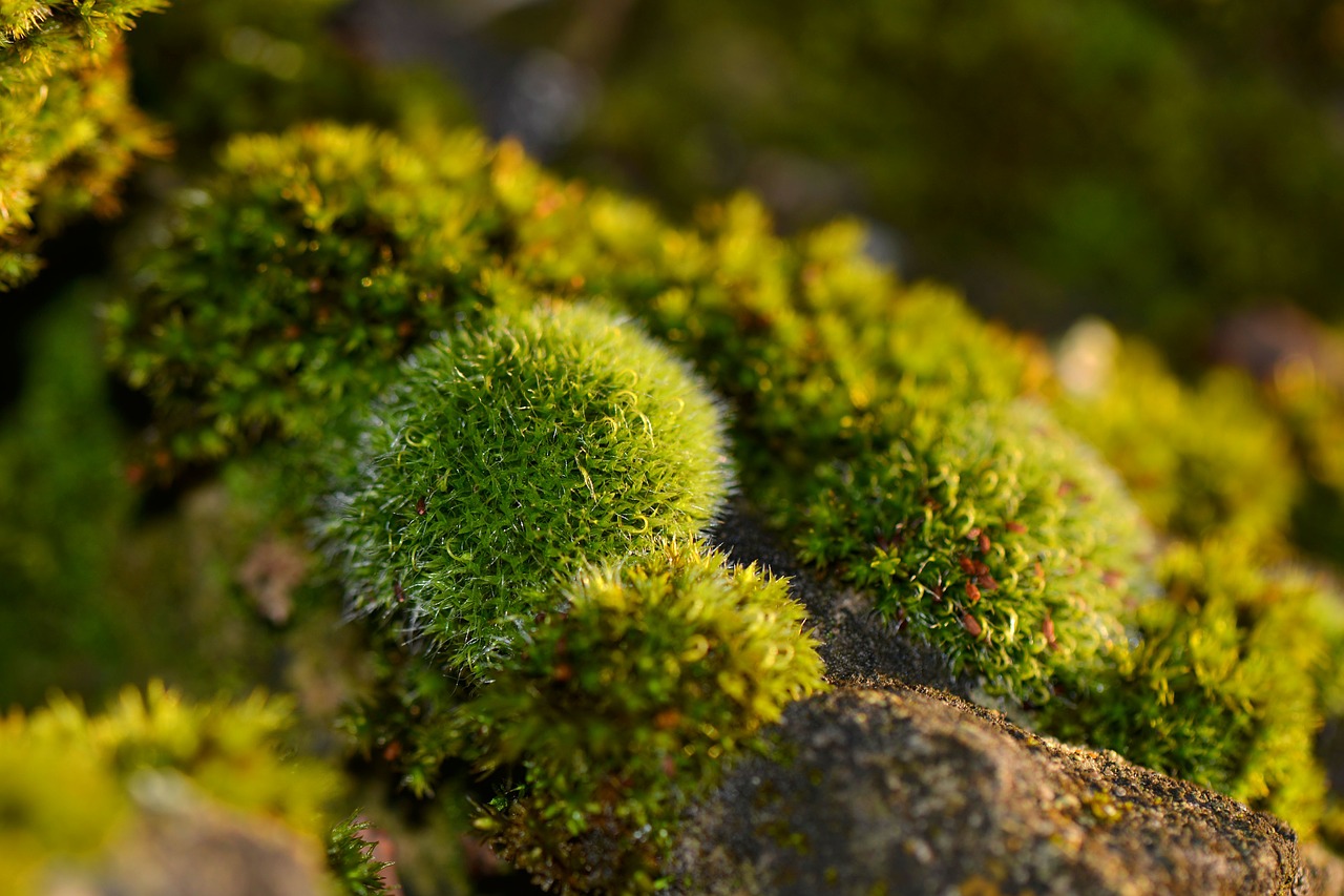 Image - foam nature forest macro green