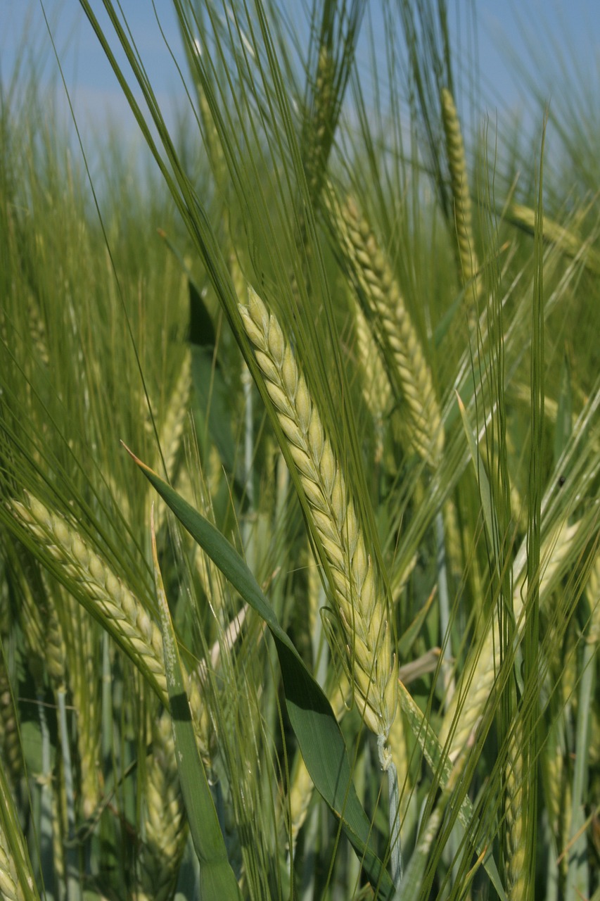 Image - barley cereals field barley field