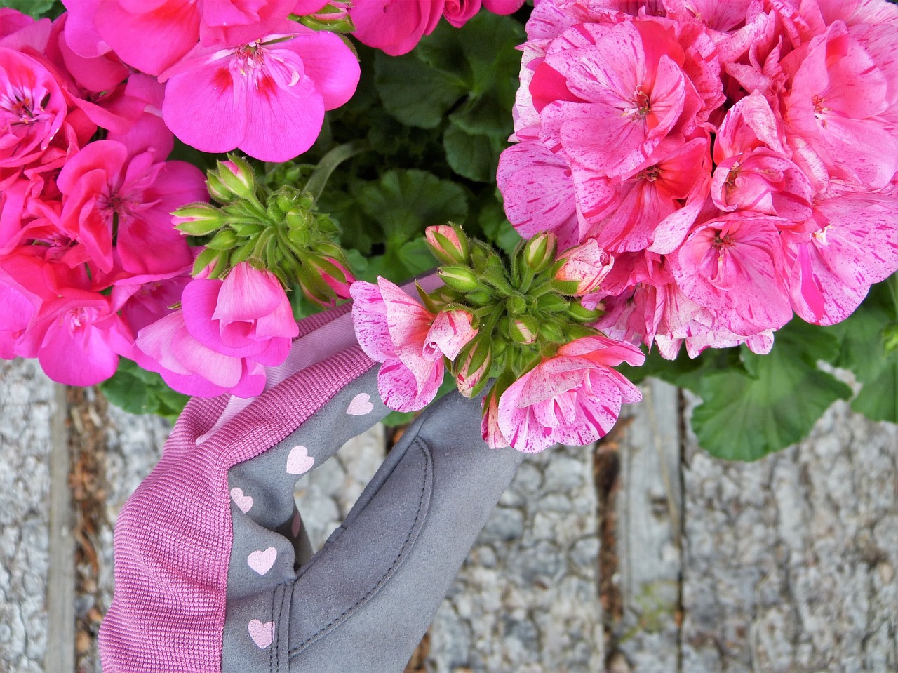 Image - geranium pink gloves garden