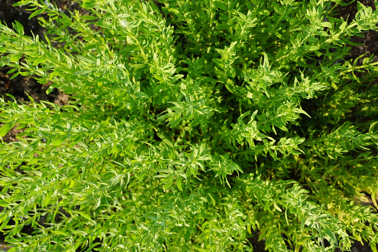Image - thyme summer herb nature garden