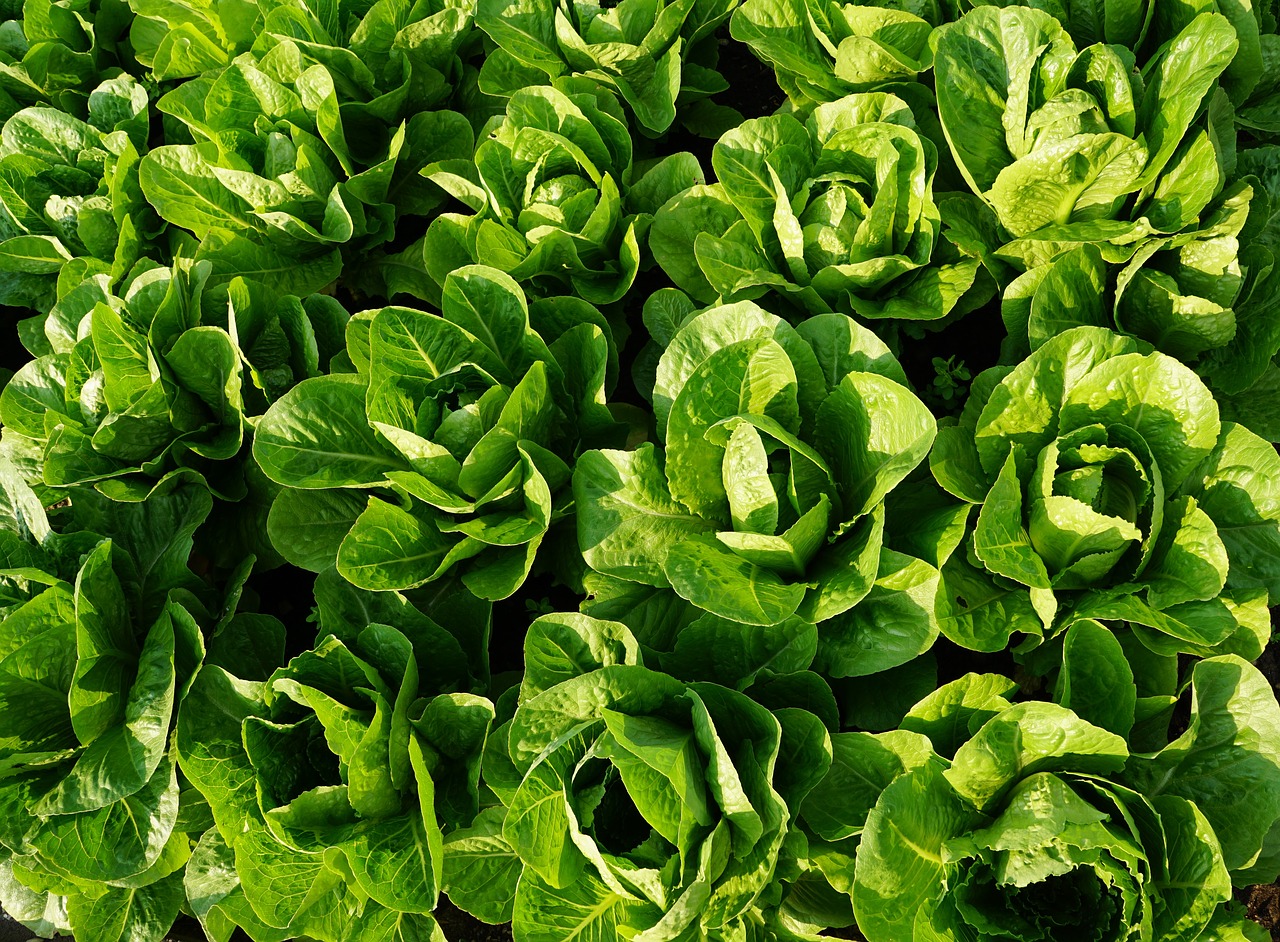 Image - salad green eat frisch vitamins