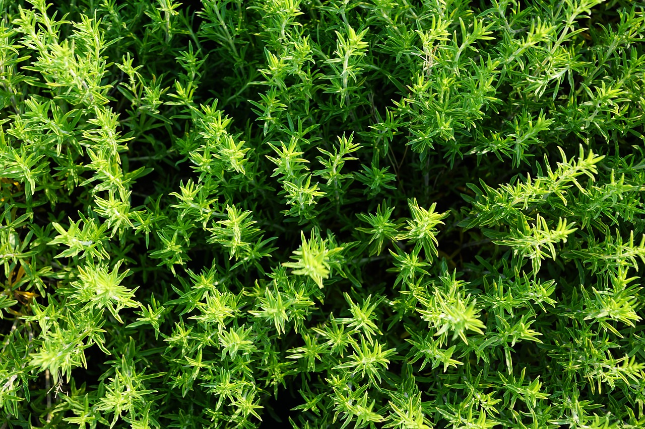 Image - thyme summer herb nature garden