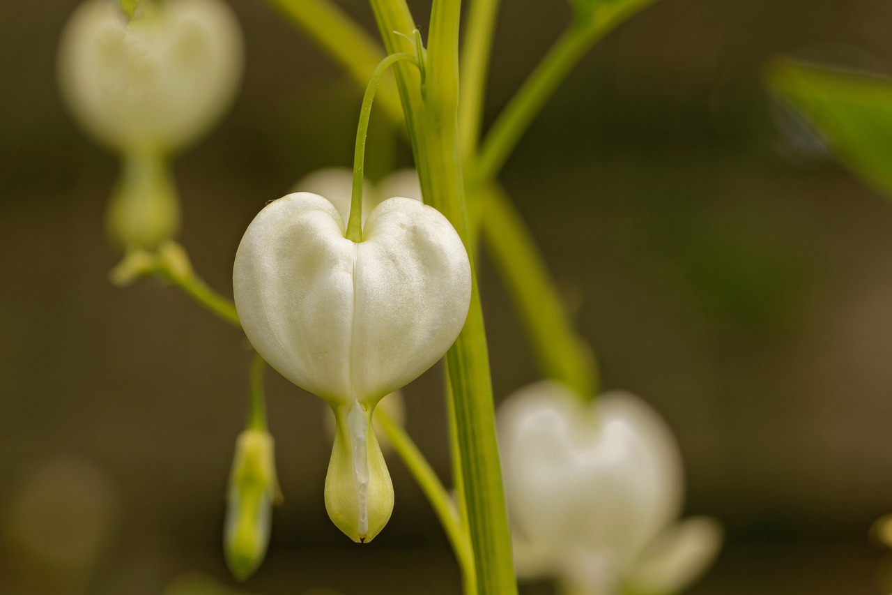 Image - bleeding heart white flower