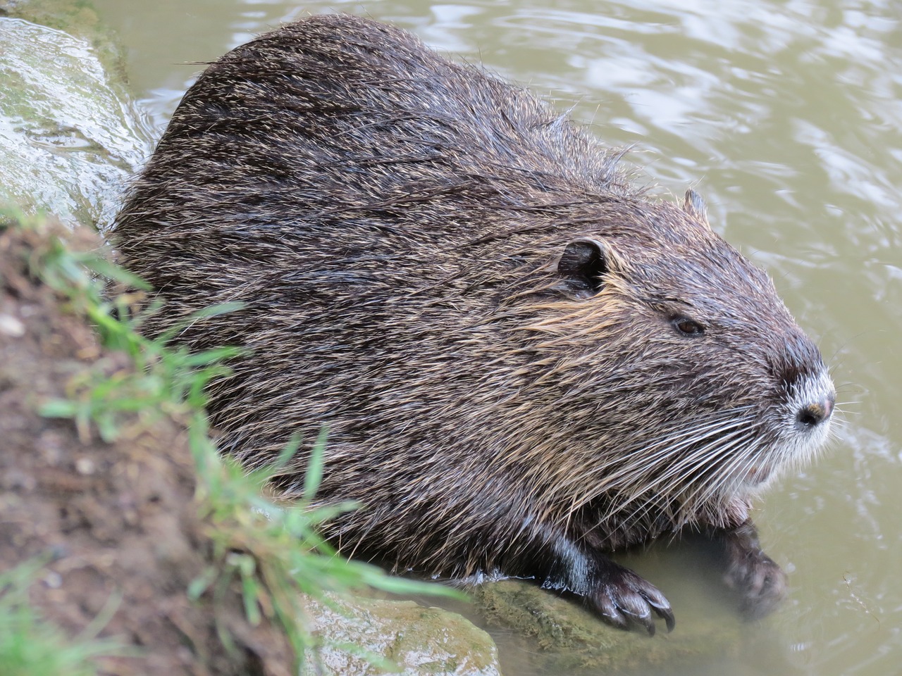 Image - nutria nature aquatic animal rodent