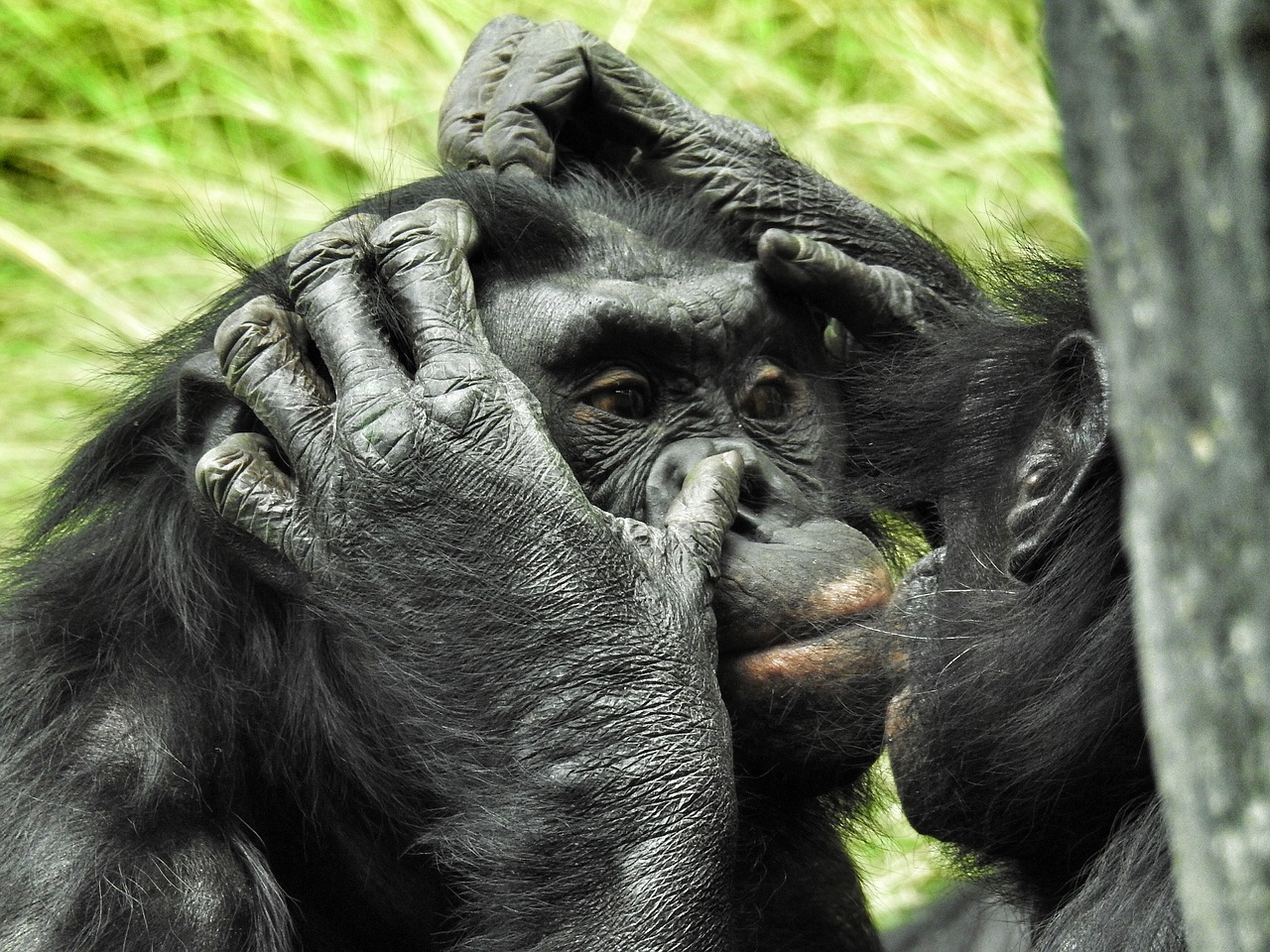 Image - bonobo san diego zoo mammal ape