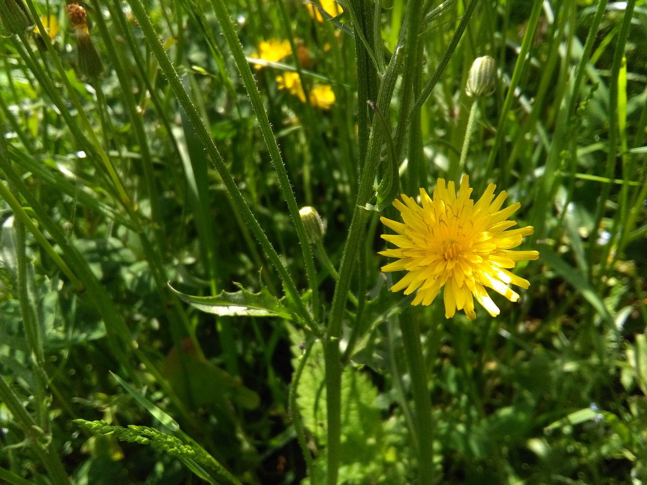 Image - yellow pretty flower spring cute