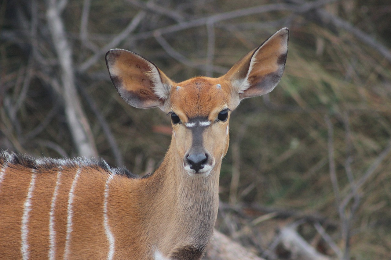 Image - buck nature kudu animal wildlife