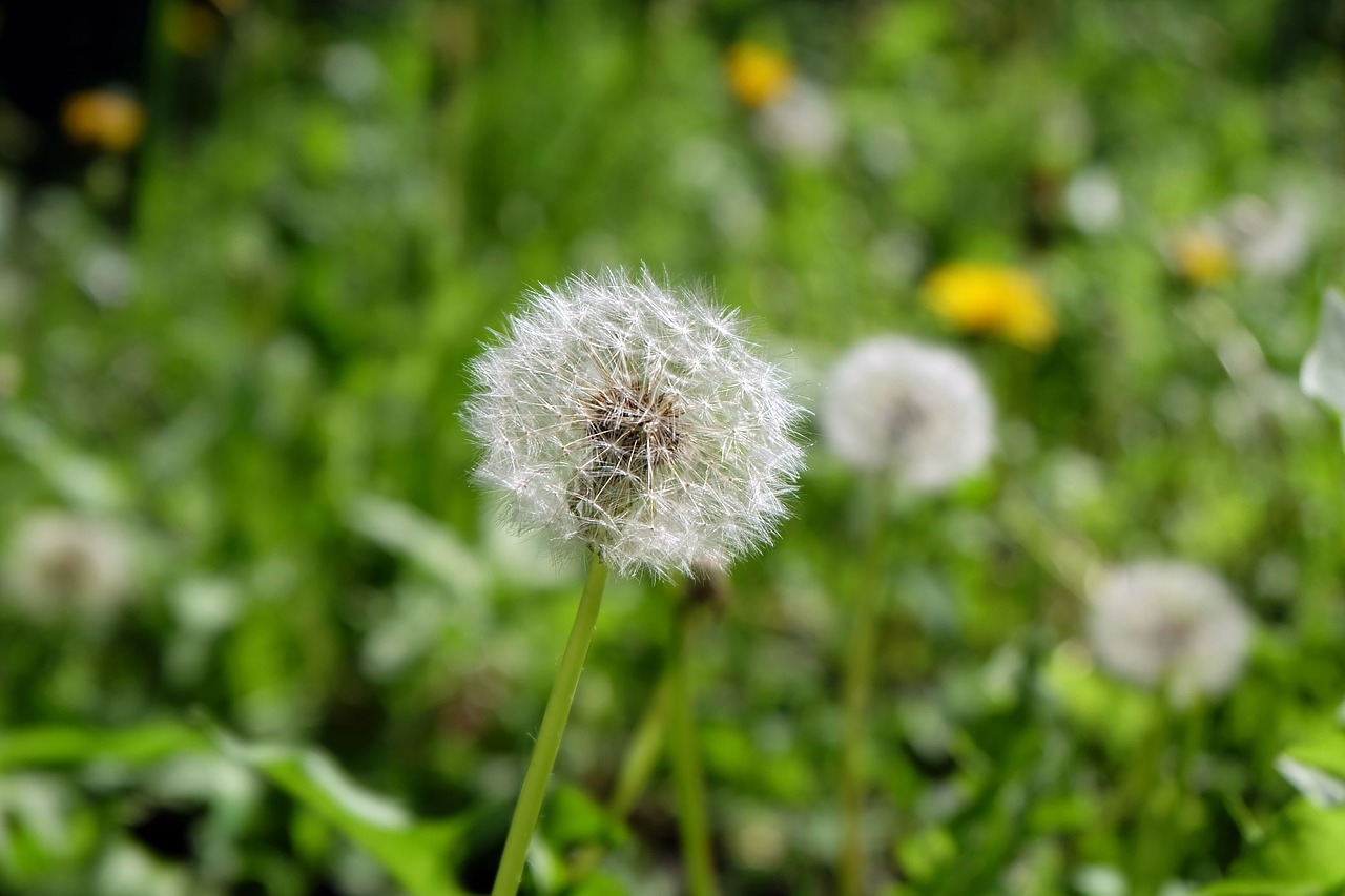 Image - dandelion flowers field white