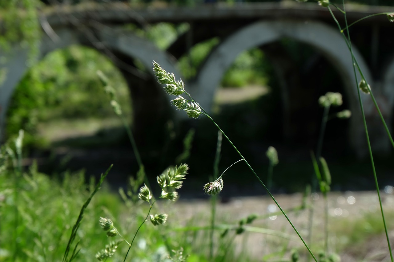 Image - bridge under the bridge focus