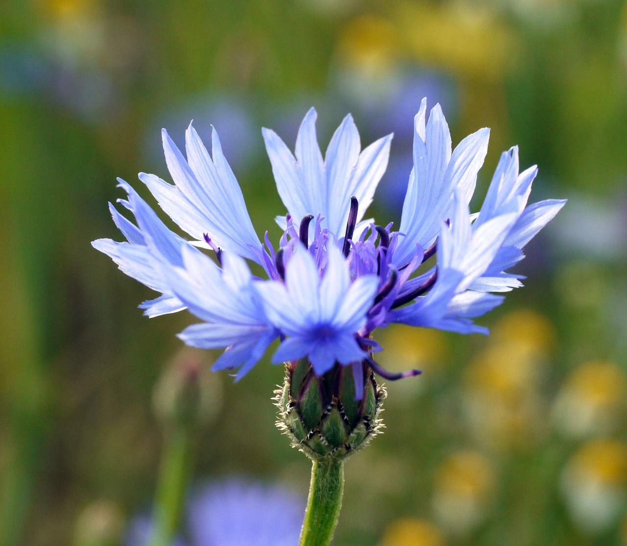Image - cornflower blue petals blossom