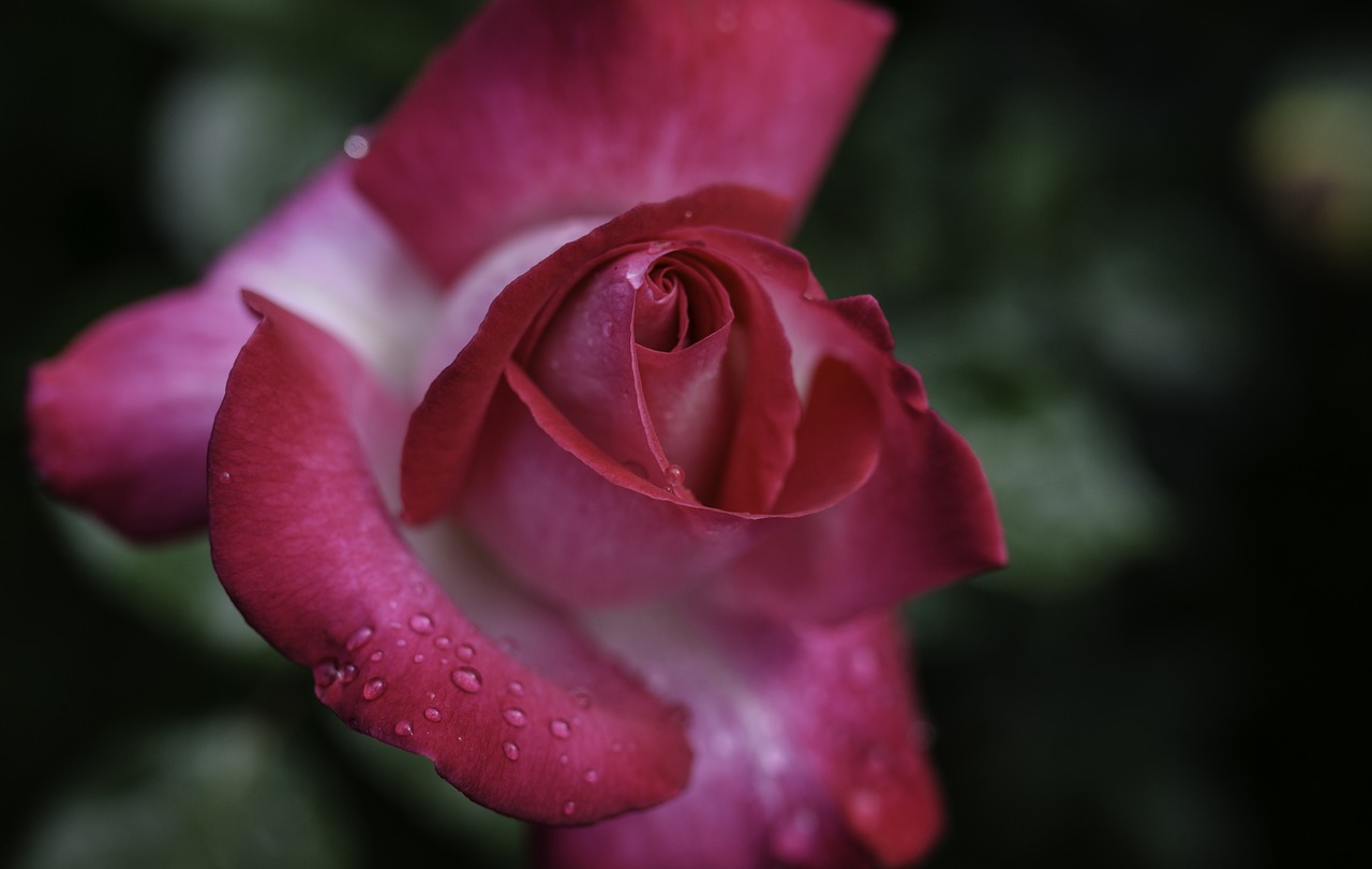 Image - rose blossom bloom flower dew red