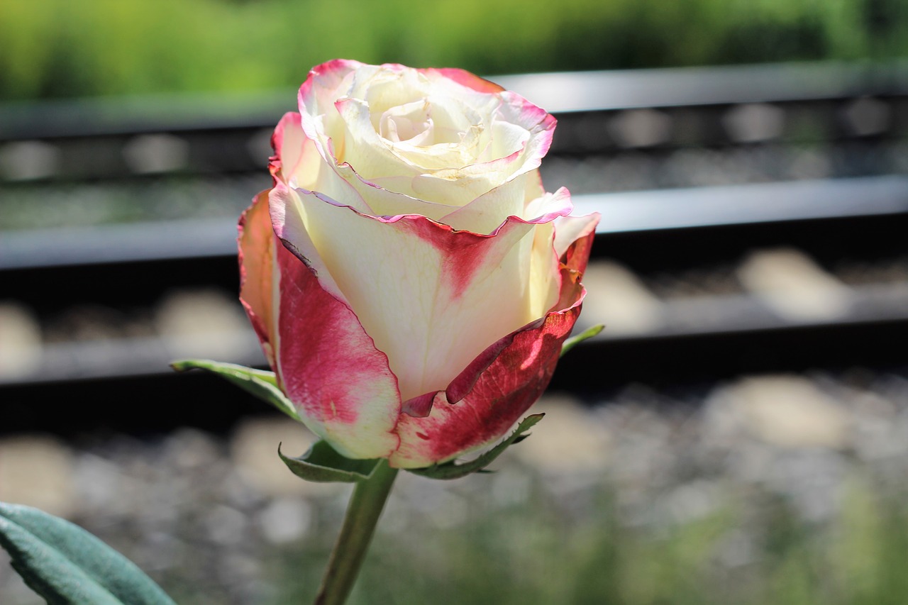 Image - stop teenager suicide white red rose