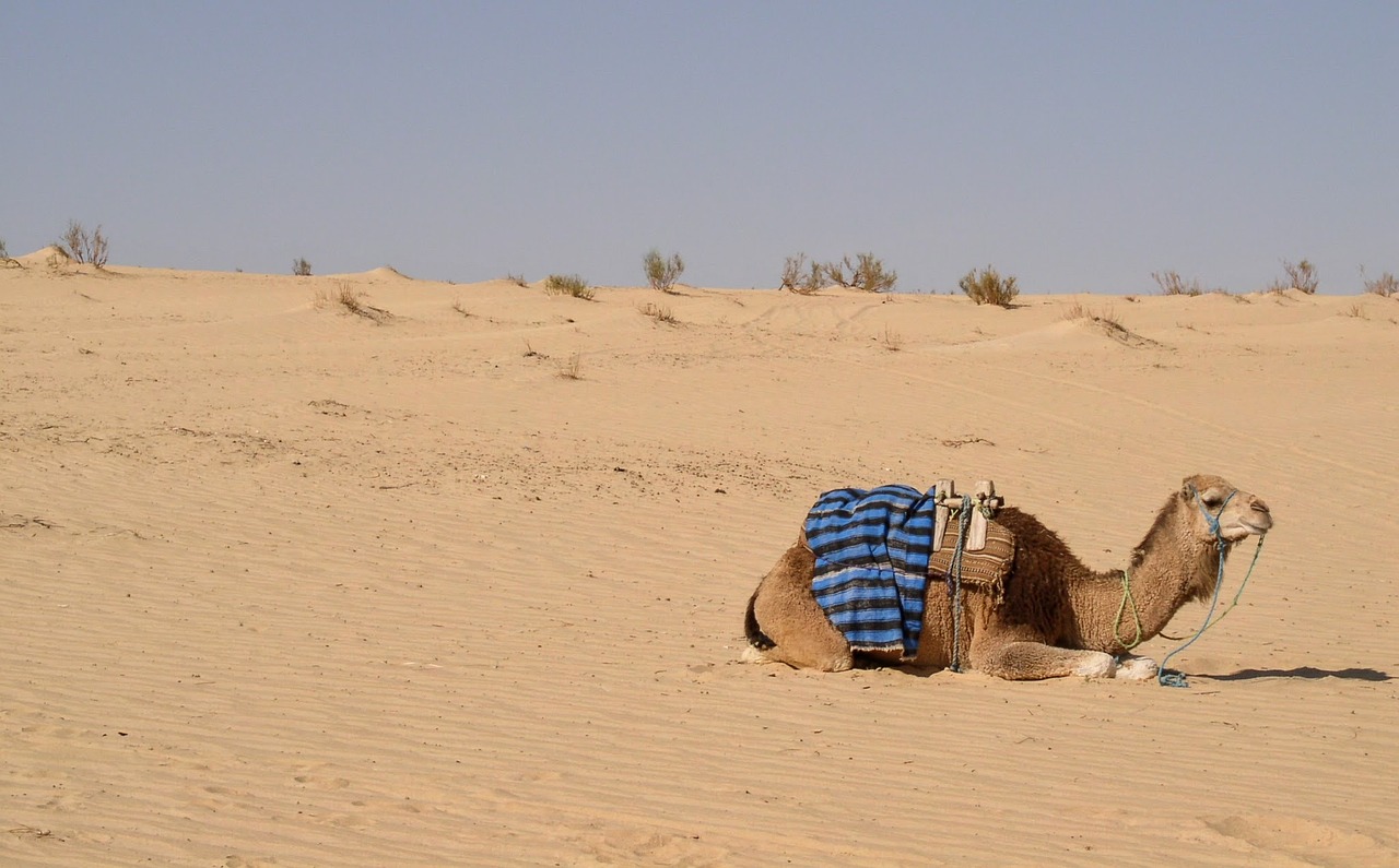 Image - dromedary sahara tunisia desert