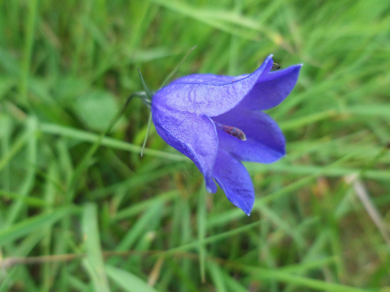 Image - flower mountain nature summer