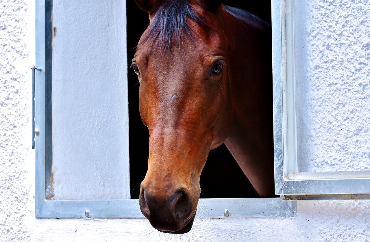 Image - horse brown window horse head