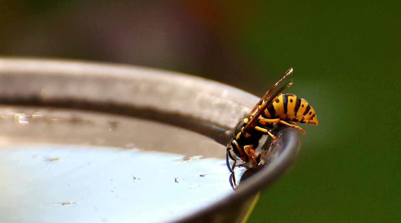 Image - wasp insect drinking water