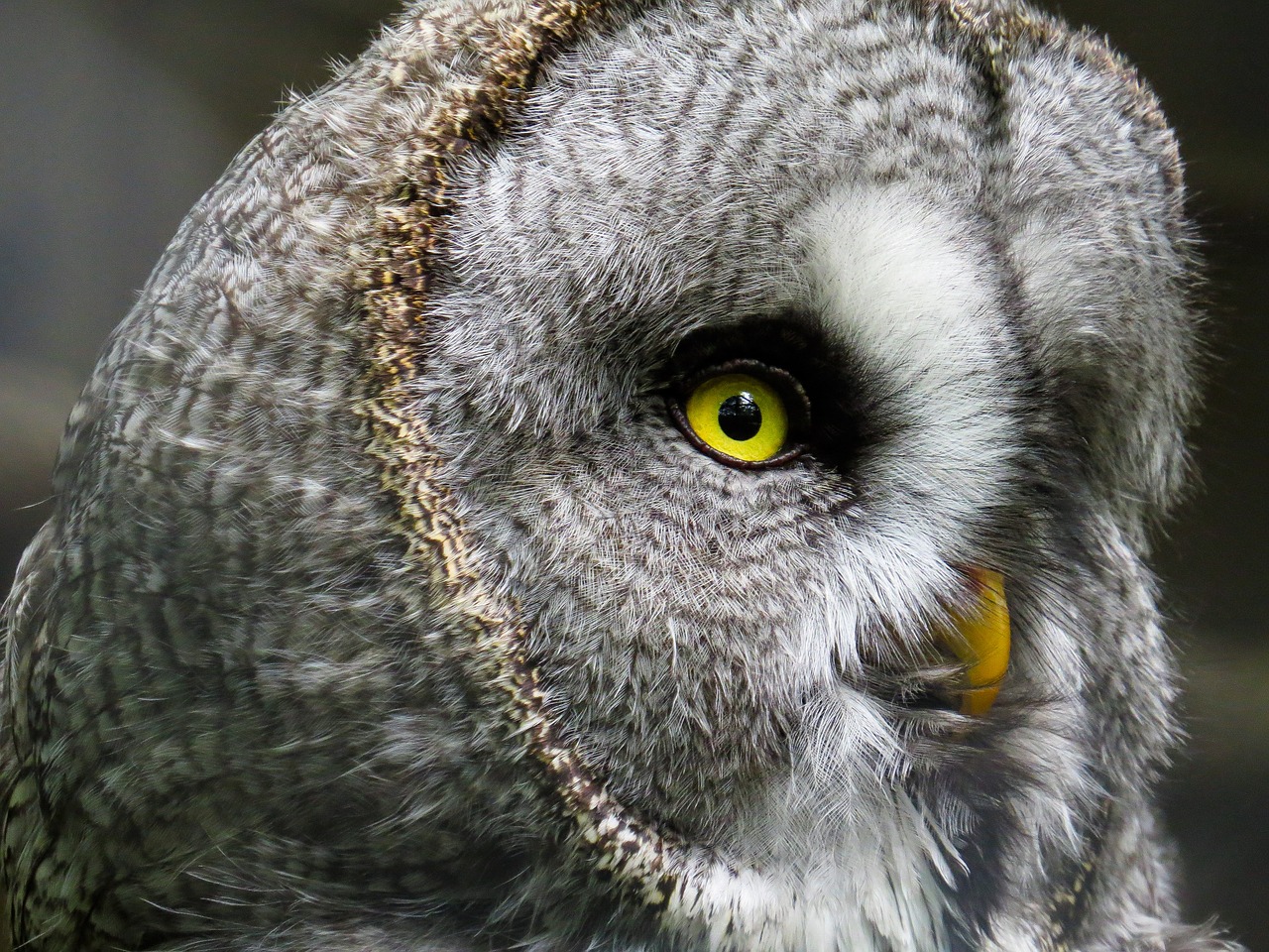 Image - animal owl bird plumage bill eyes
