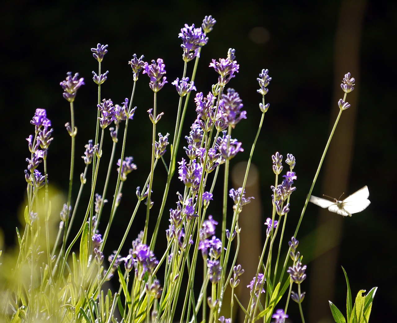 Image - flowers shrub butterfly summer