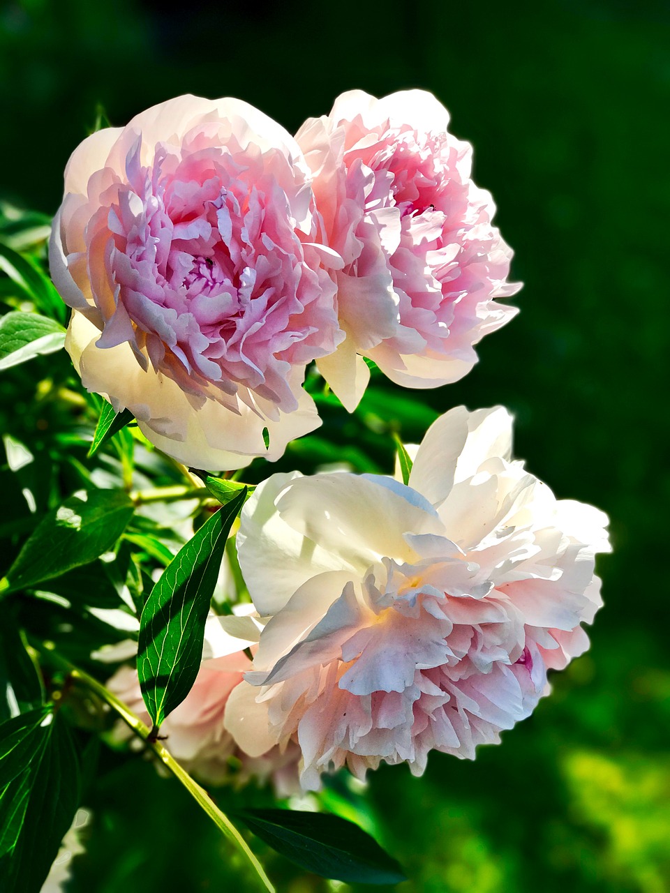 Image - pentecost peony blossom bloom pink