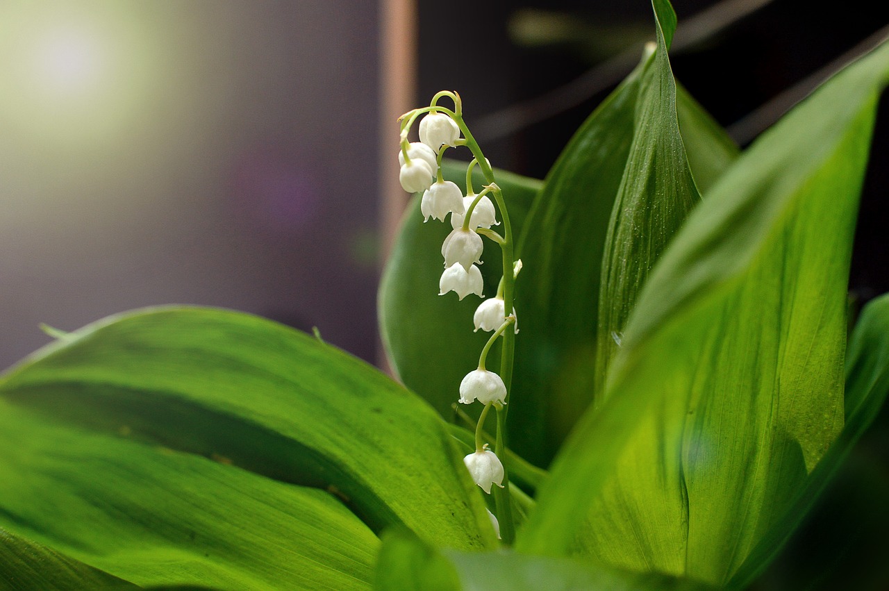 Image - lilies of the valley summer