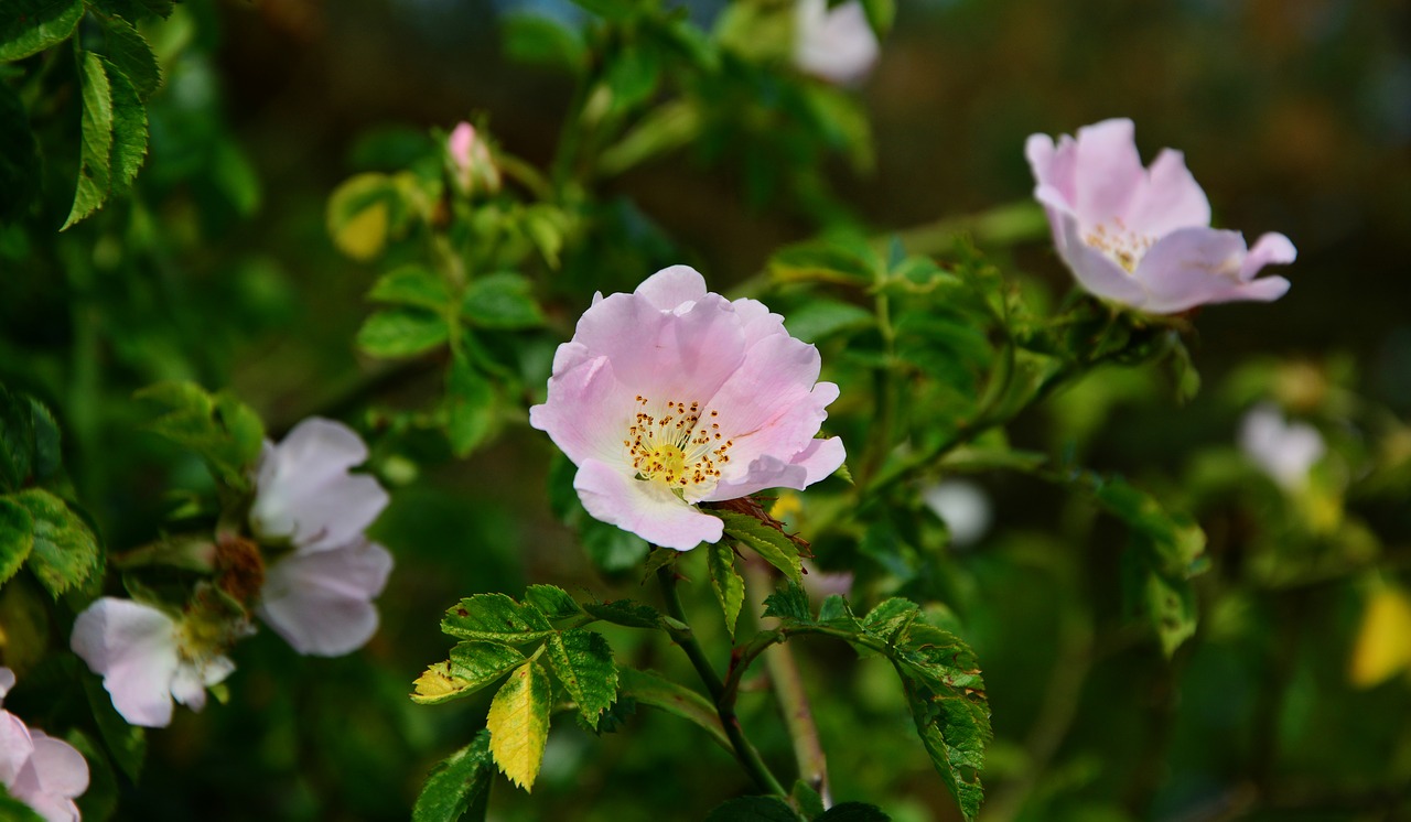 Image - heck roses dog rose bush