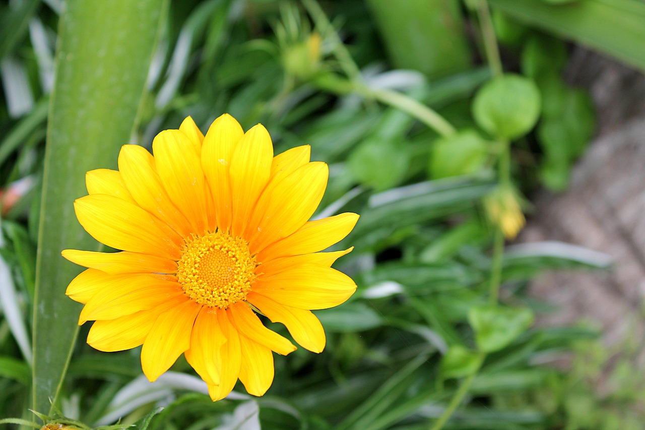 Image - gazania gazania harsh aster family