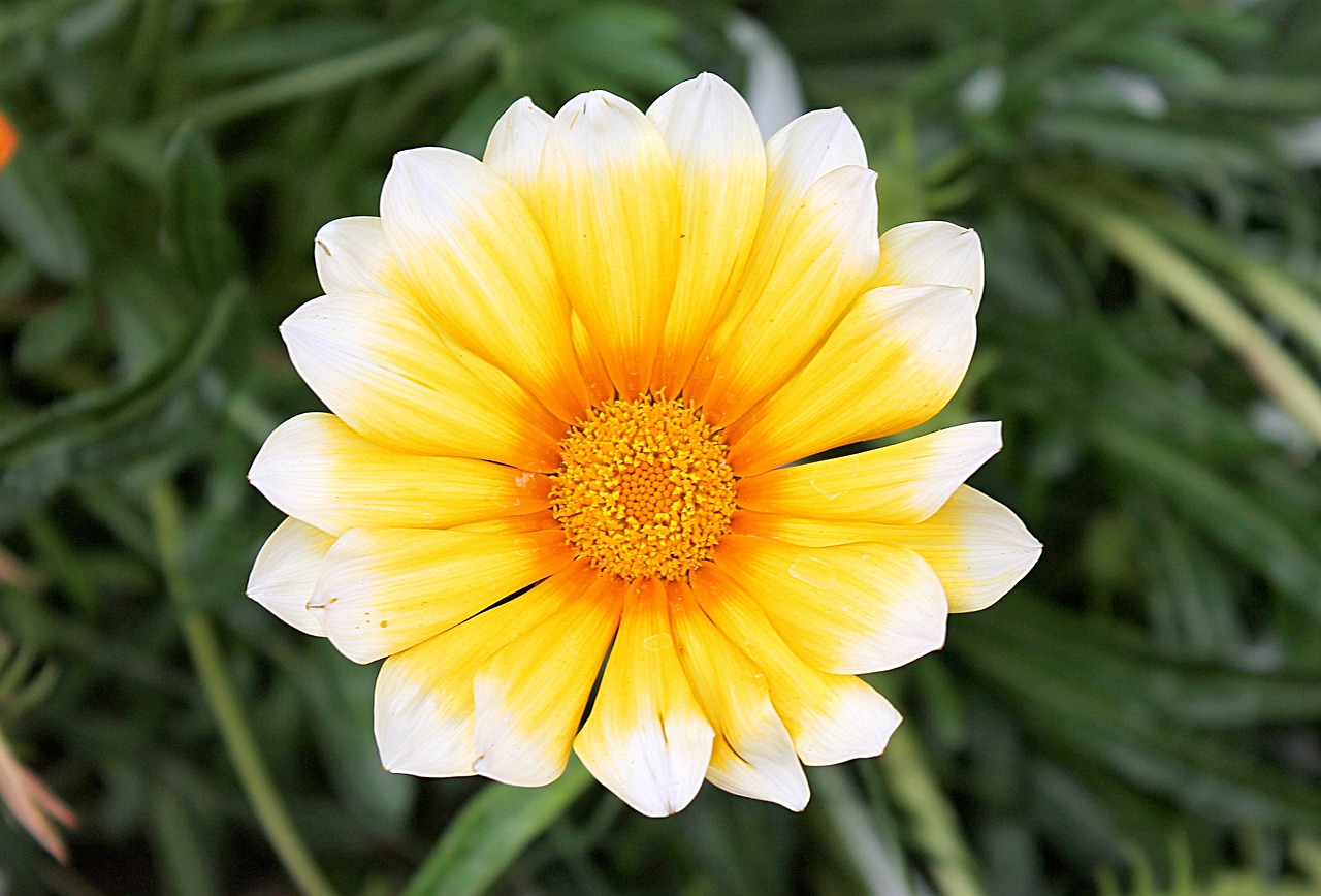 Image - gazania gazania harsh aster family