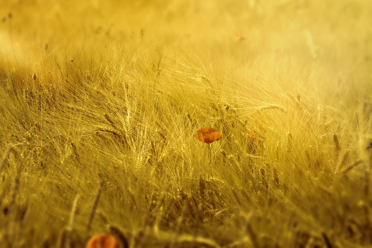 Image - meadow field wheat landscape