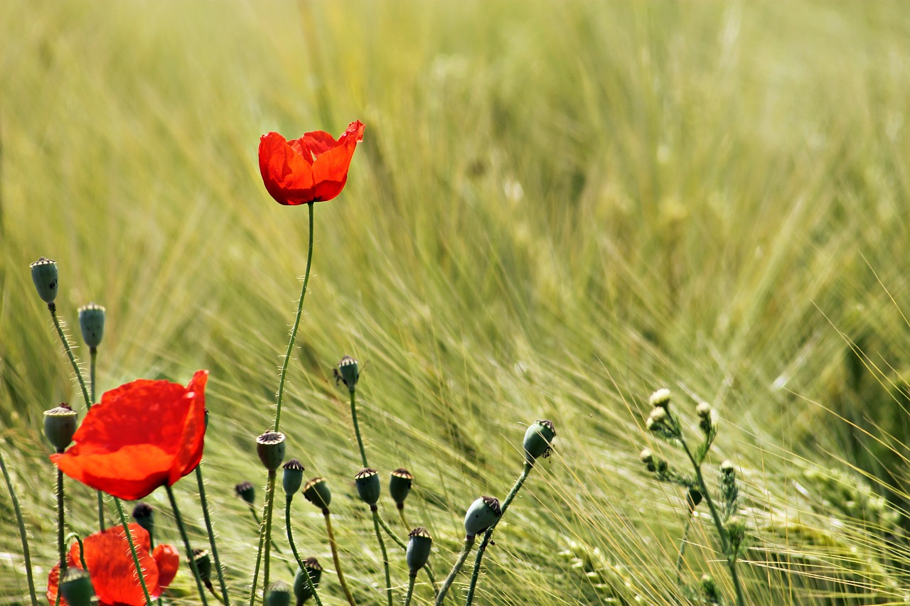 Image - meadow field wheat landscape