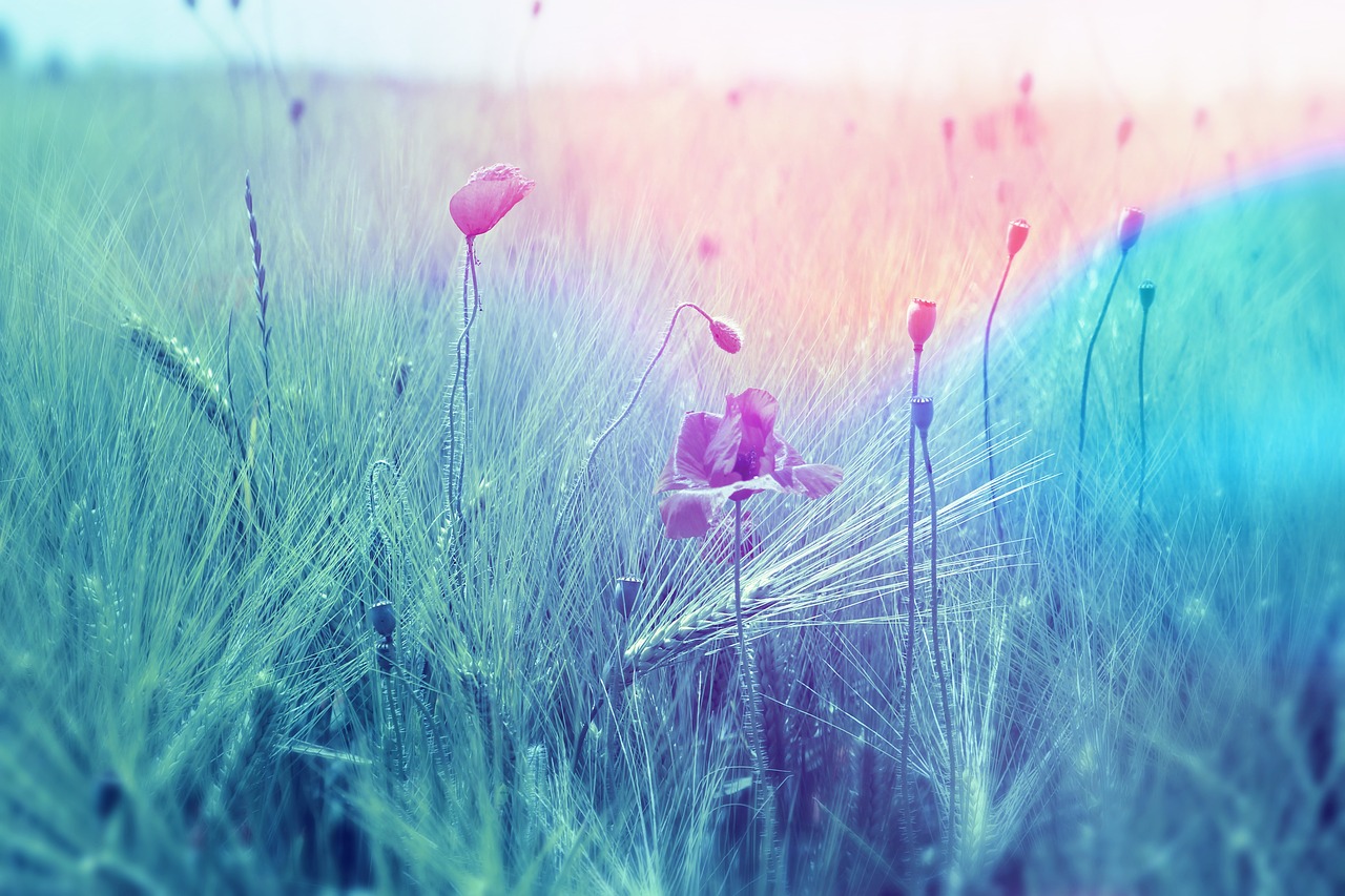 Image - meadow field wheat landscape