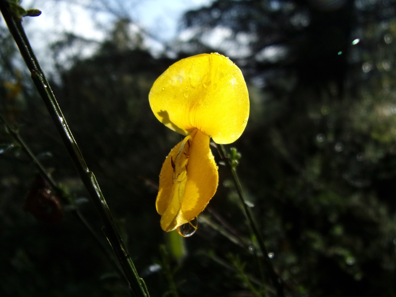 Image - flower broom nature yellow macro
