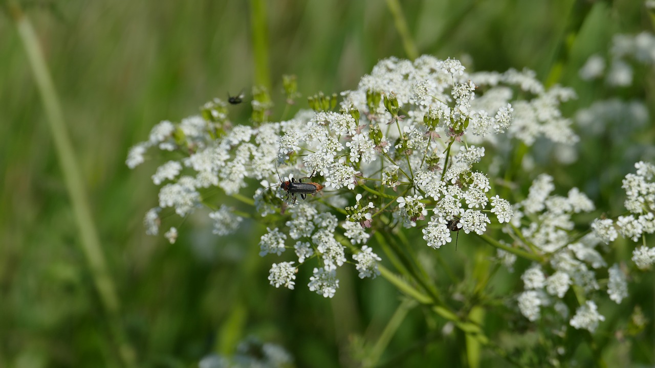 Image - meadow chervil white cow parsley