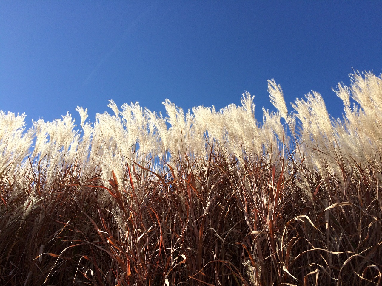 Image - grass winter sky blue midwest