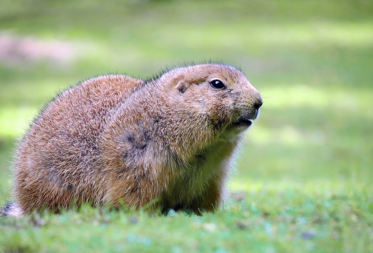 Image - prairie dog wildlife park rodents