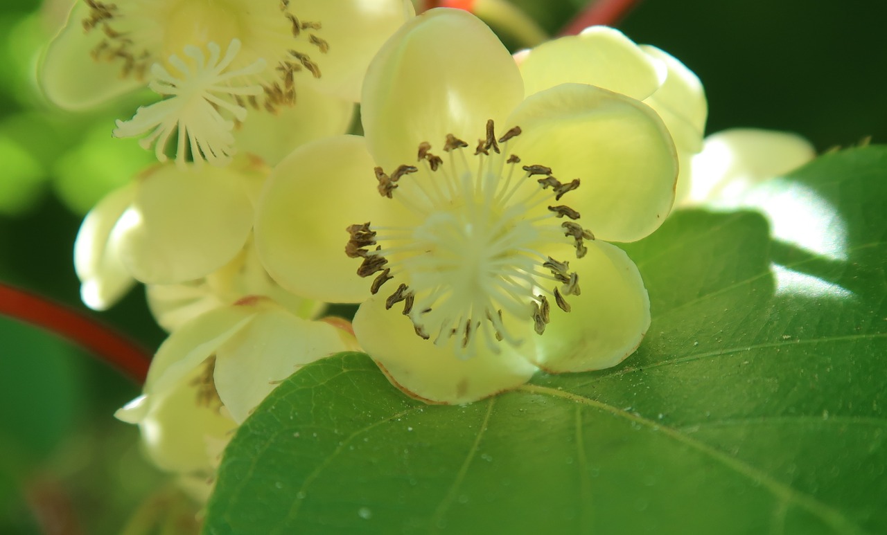 Image - flower kiwi flowering spring