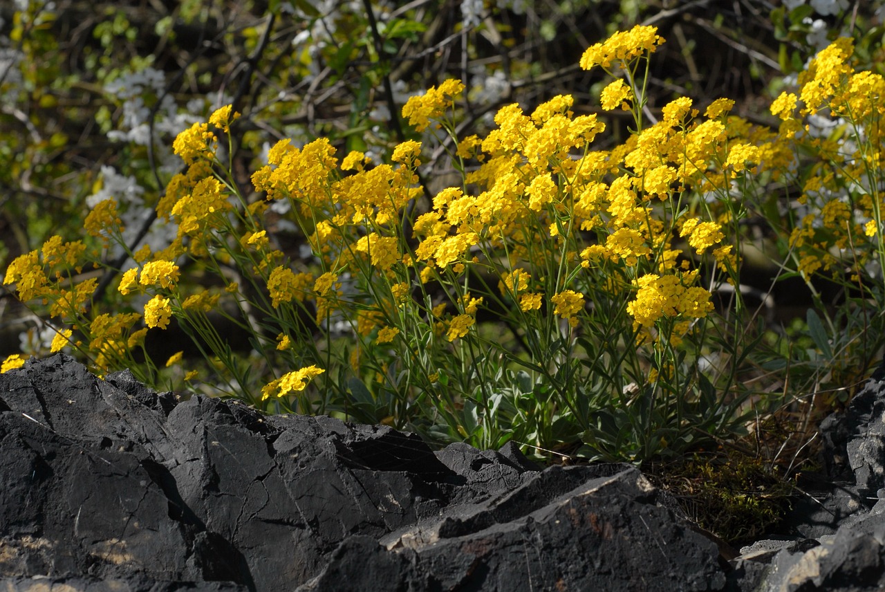 Image - spring flowers wild crag