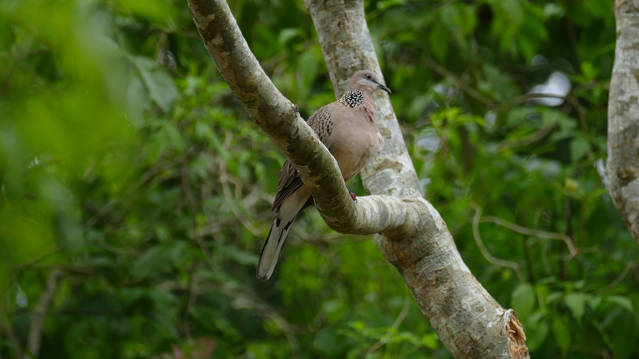 Image - bird nature exotic bird birds