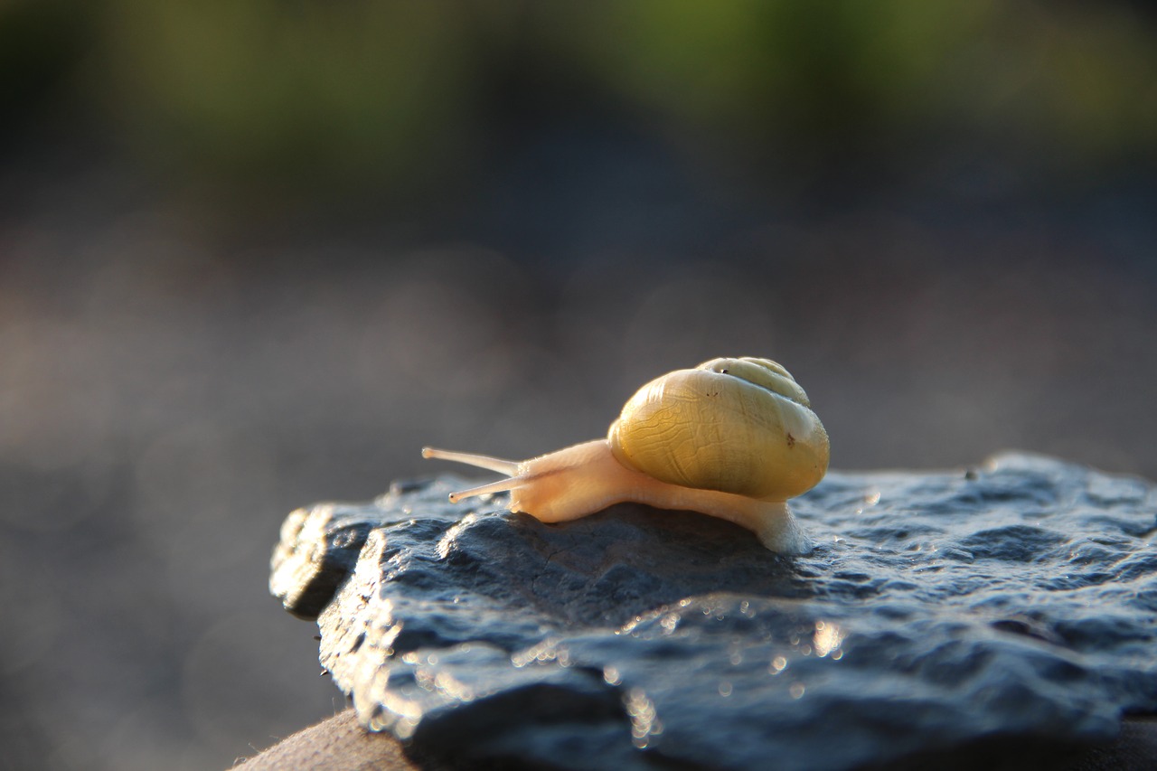 Image - snail bugs insect spiral animal