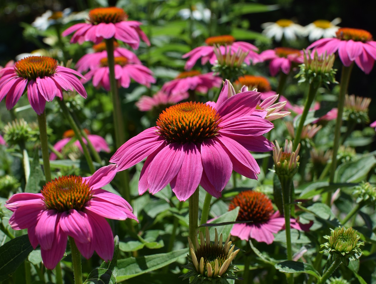 Image - pink echinacea echinacea cone flower