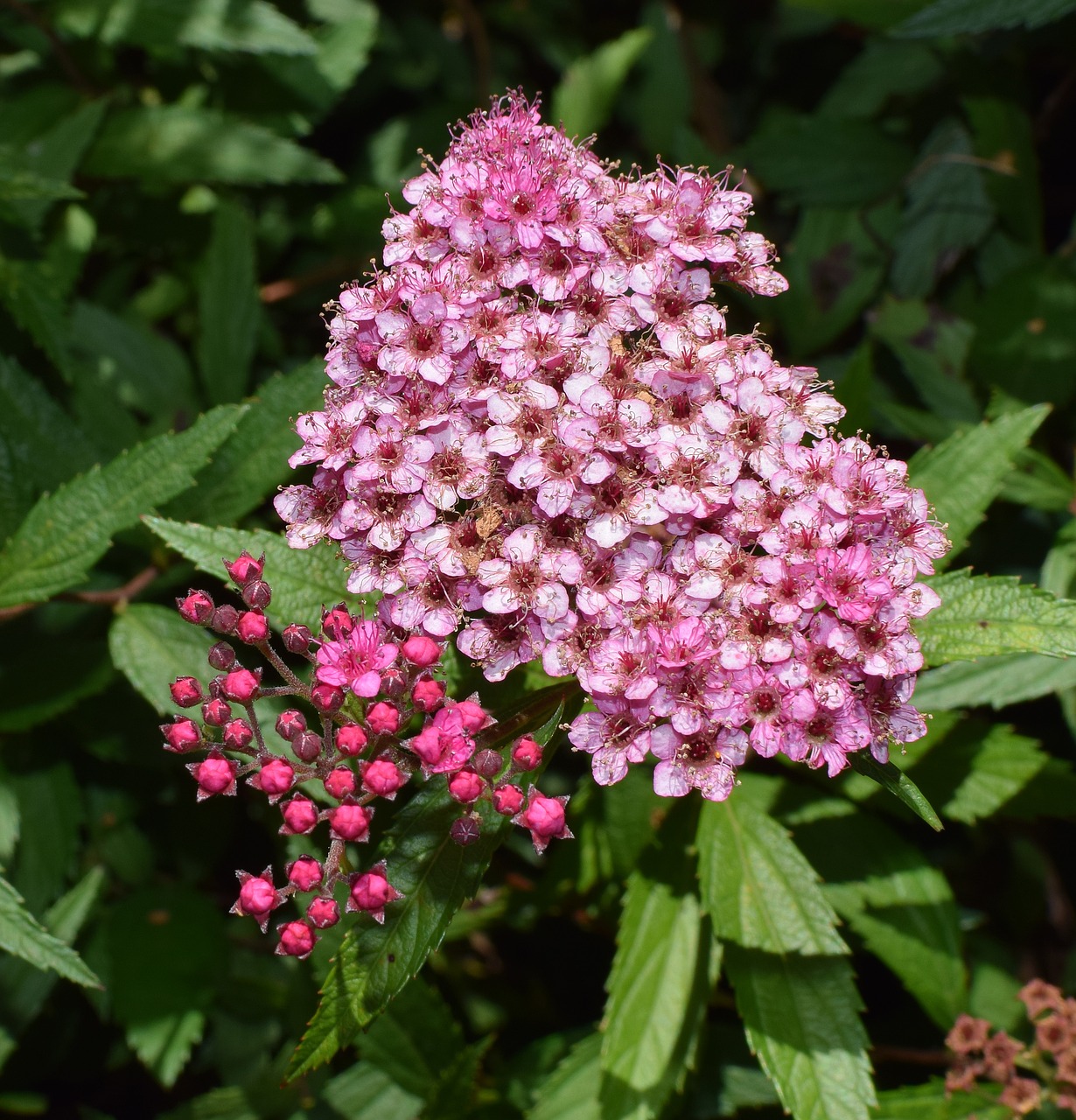 Image - pink spirea shrub plant garden