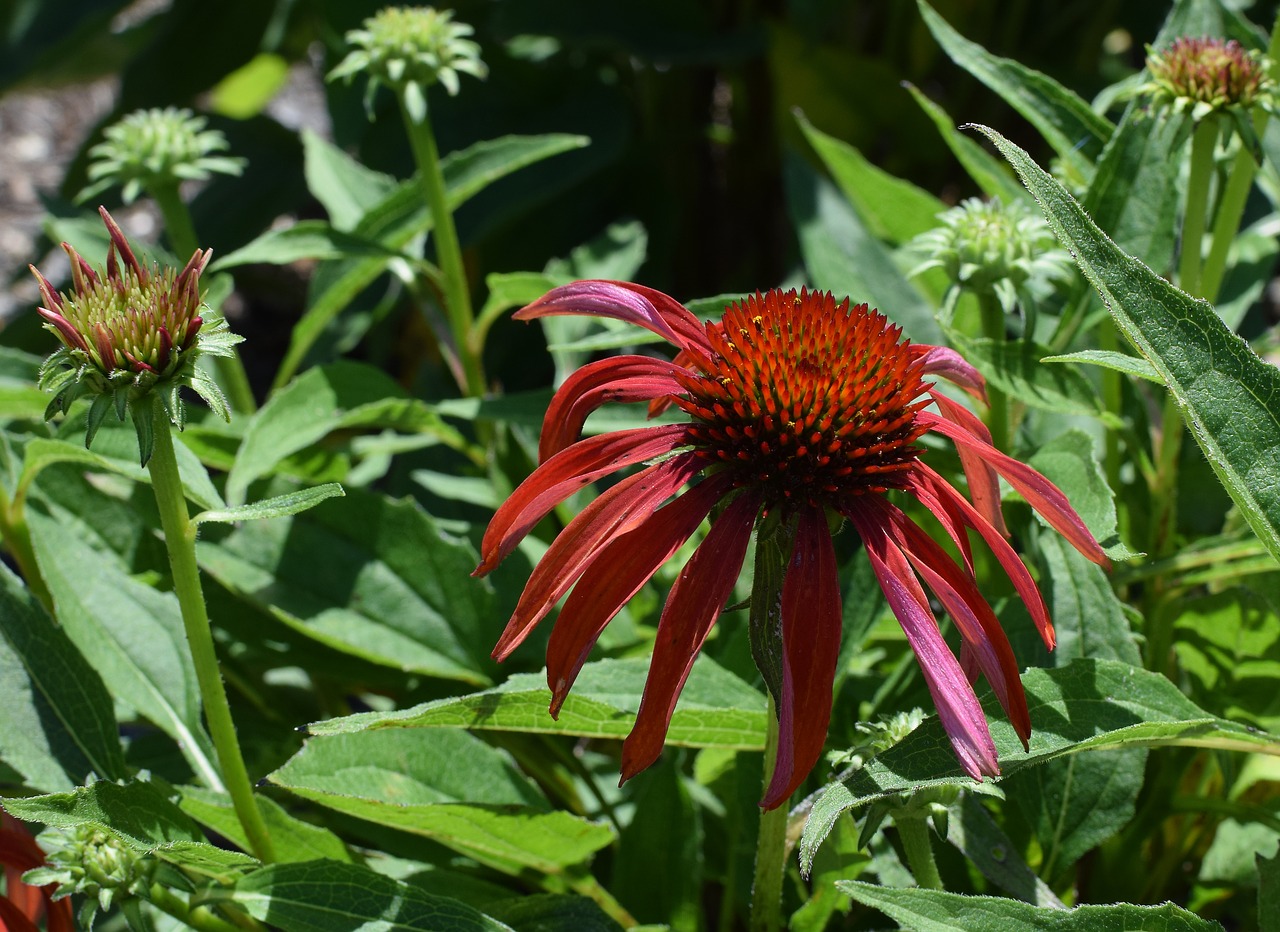 Image - red echinacea echinacea cone flower