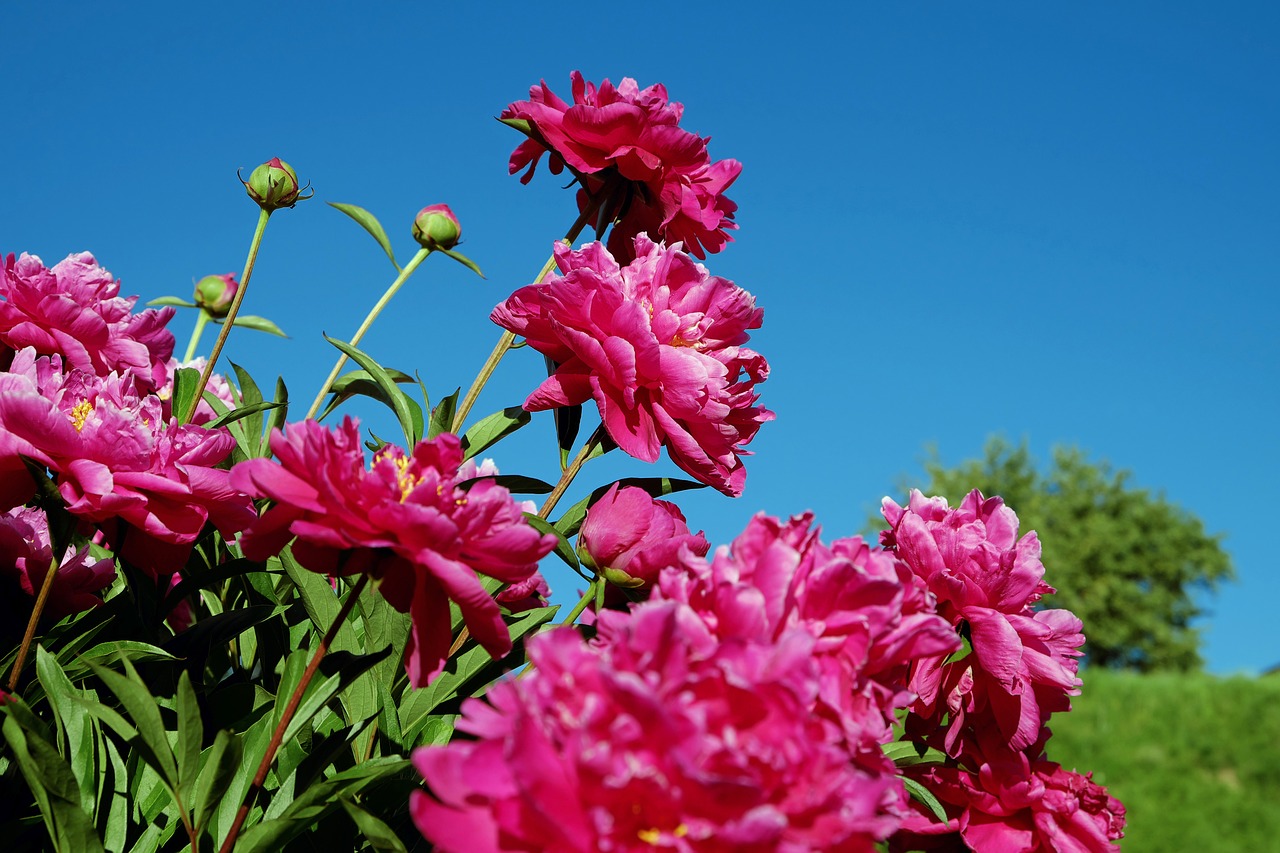 Image - peony bush pentecost rosengewächs