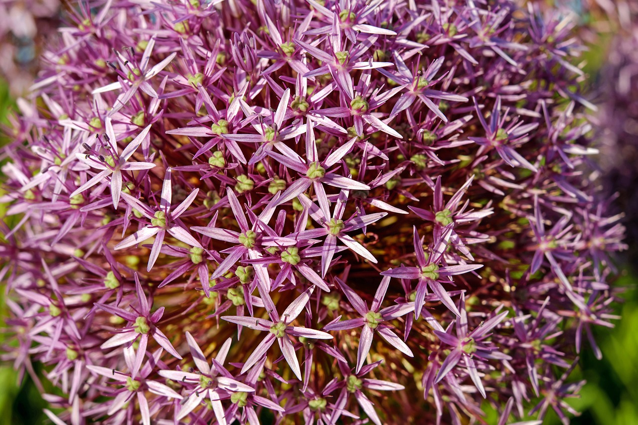 Image - ornamental onion allium flower