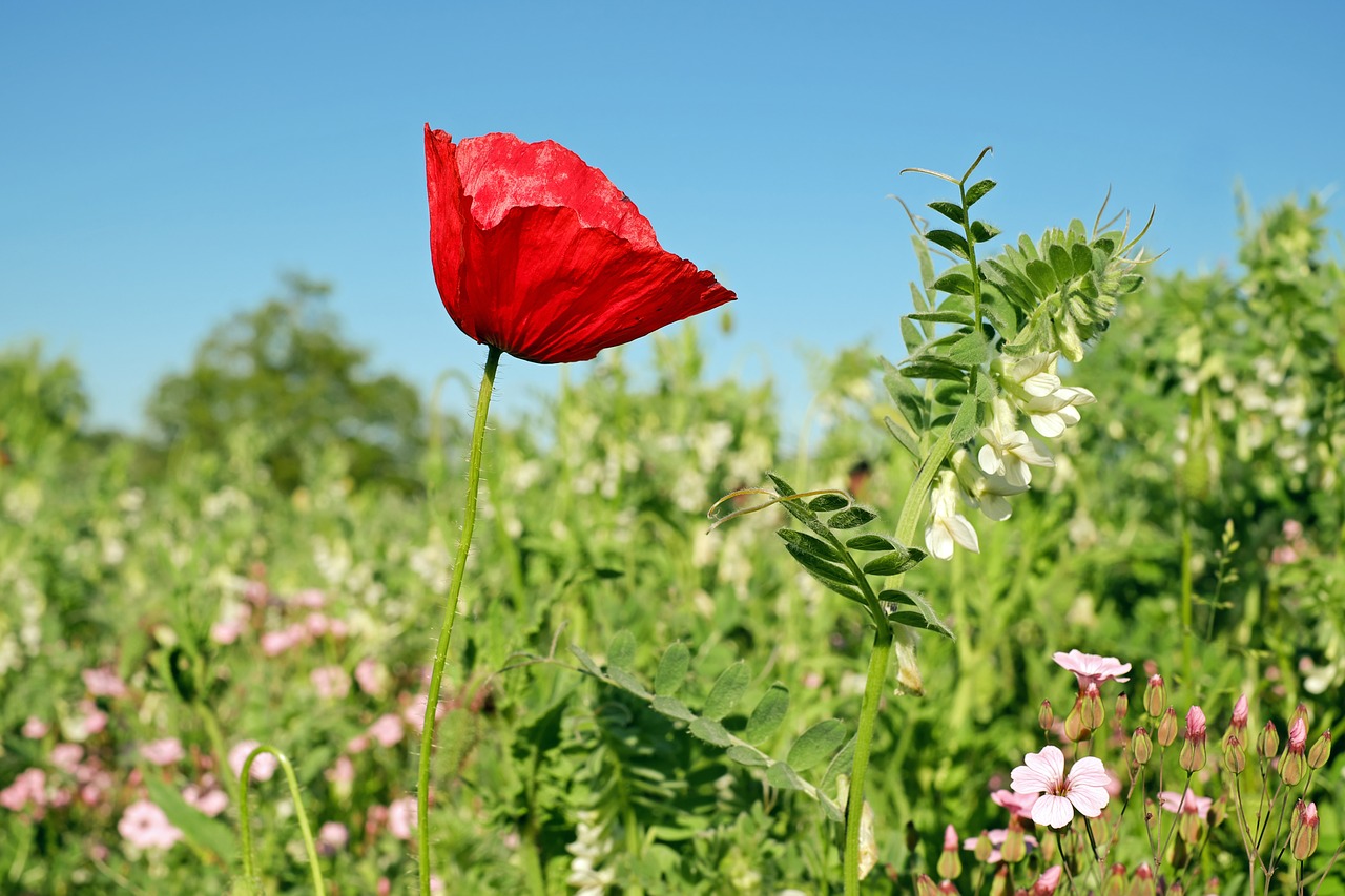 Image - klatschmohn poppy flower poppy