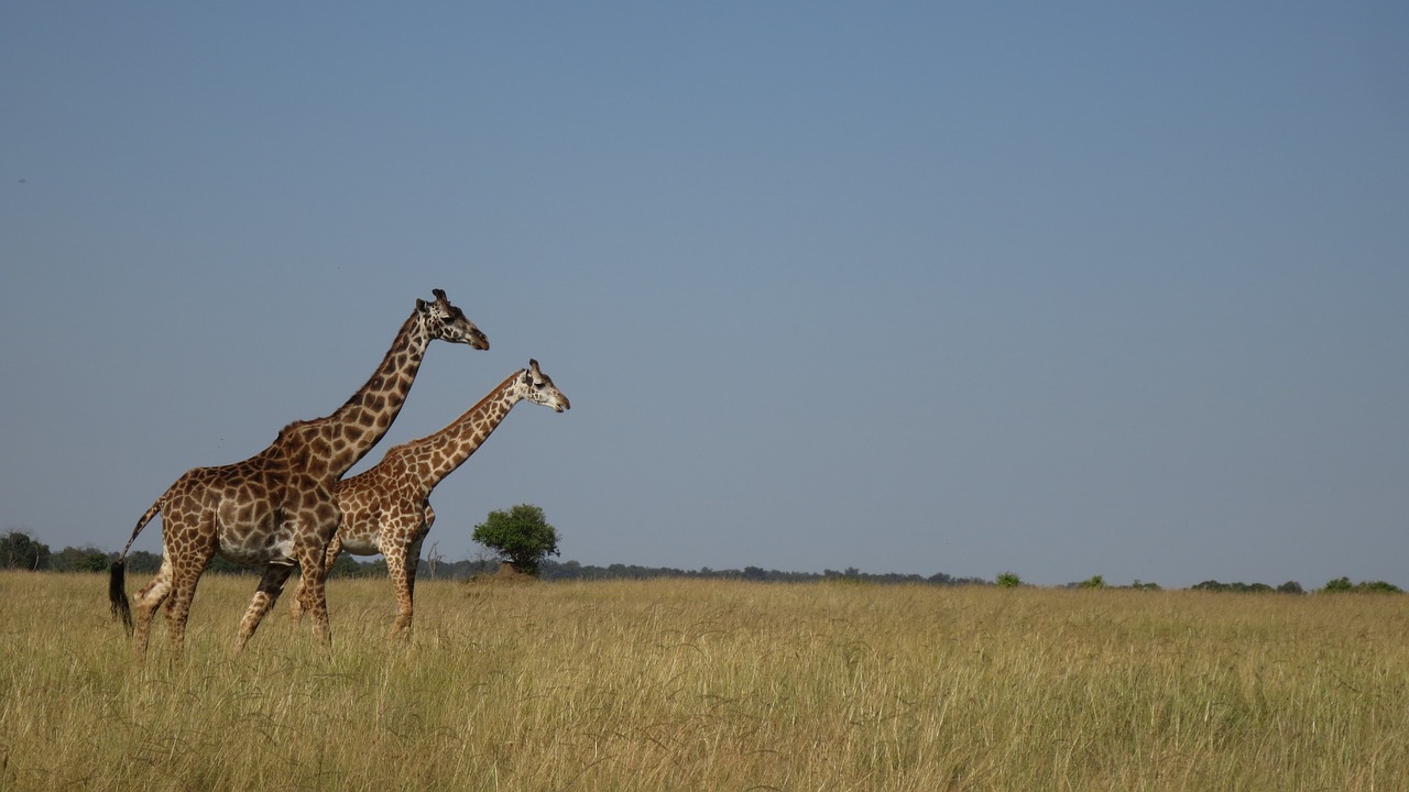 Image - giraffe africa masai mara